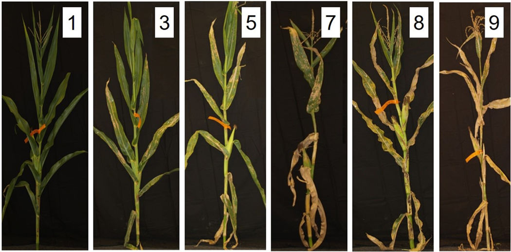 Fungal disease severity rating scale